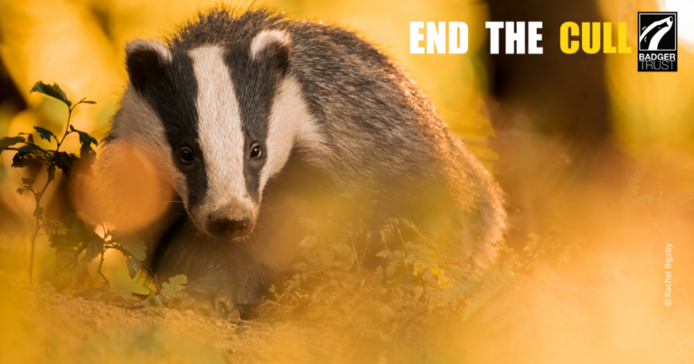 Badger watchdogs outraged by government plans to continue the cull ...