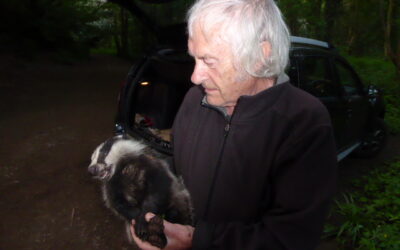 Badger watchdogs outraged by government plans to continue the cull, saying it is ‘politically motivated’ 