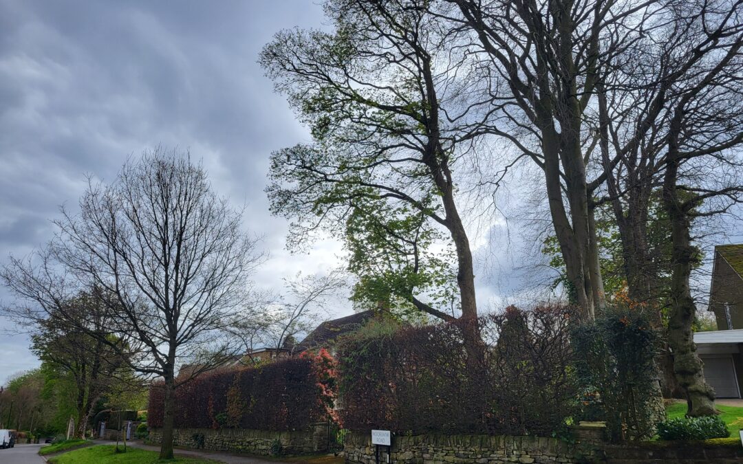 Sheffield City Council approves protection of trees against the wishes of part owners