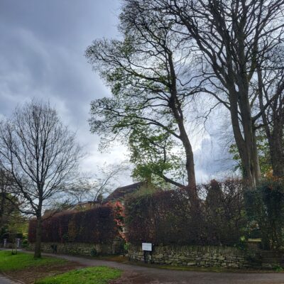 Sheffield City Council approves protection of trees against the wishes of part owners