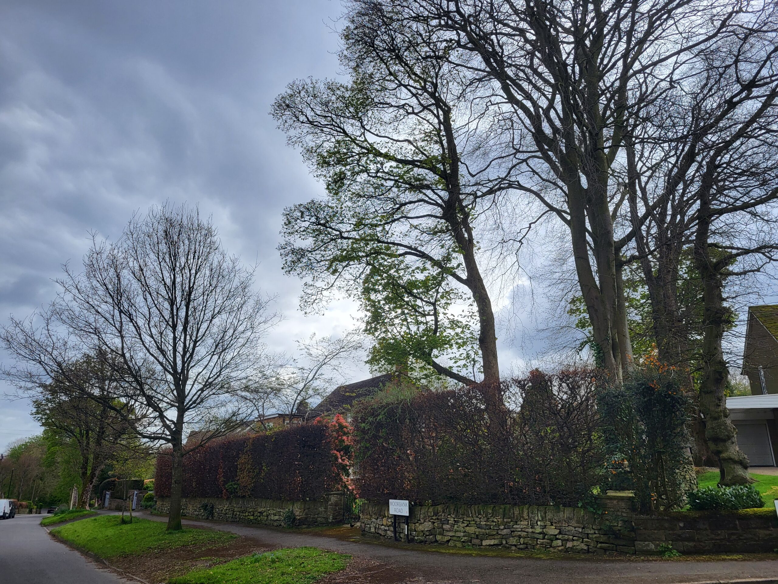 Two Beech trees and a Lime tree which are concerned in the Tree Preservation Order form the report.