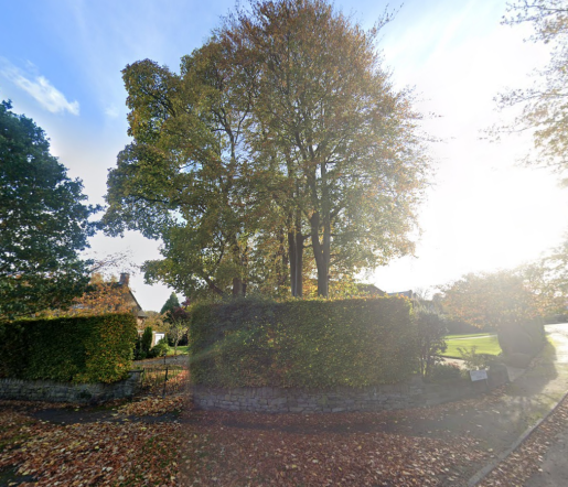 Trees get protection order despite objections at house in Crosspool