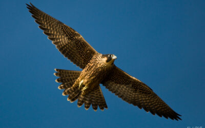 Environmental charities enraged after peregrine falcon shot in Peak District 