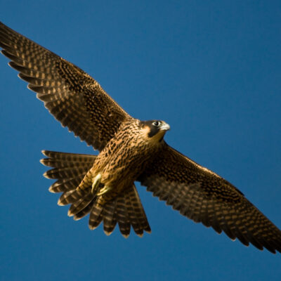 Environmental charities enraged after peregrine falcon shot in Peak District 