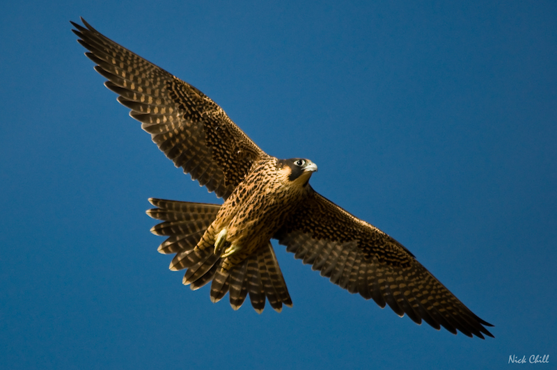 shows a peregrine falcon in flight