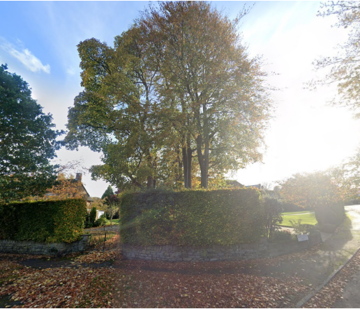 Two Birch trees and one Lime are situated within a garden. The photo is take from outside the garden on the corner of the street. The trees are partly obscured by a brick wall and hedge, 