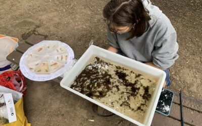 How dog flea powder and litter are threatening wildlife in Sheffield’s rivers