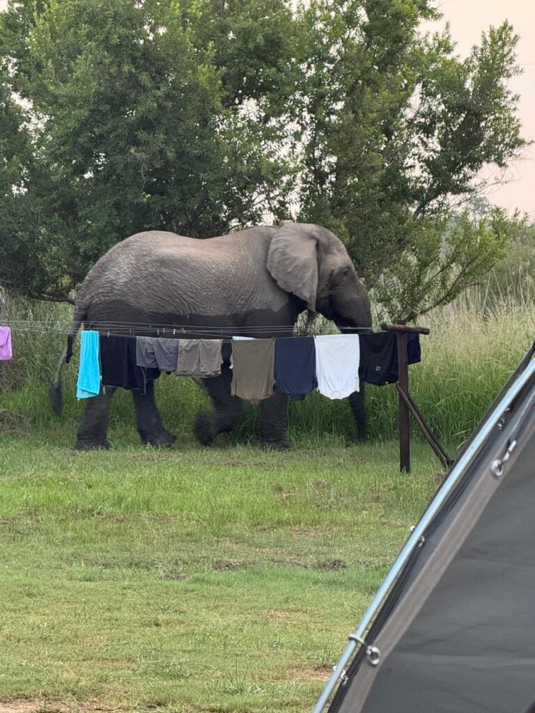 Elephant walking through a campsite behind an outdoor washing line with trees and wildlife behind it.