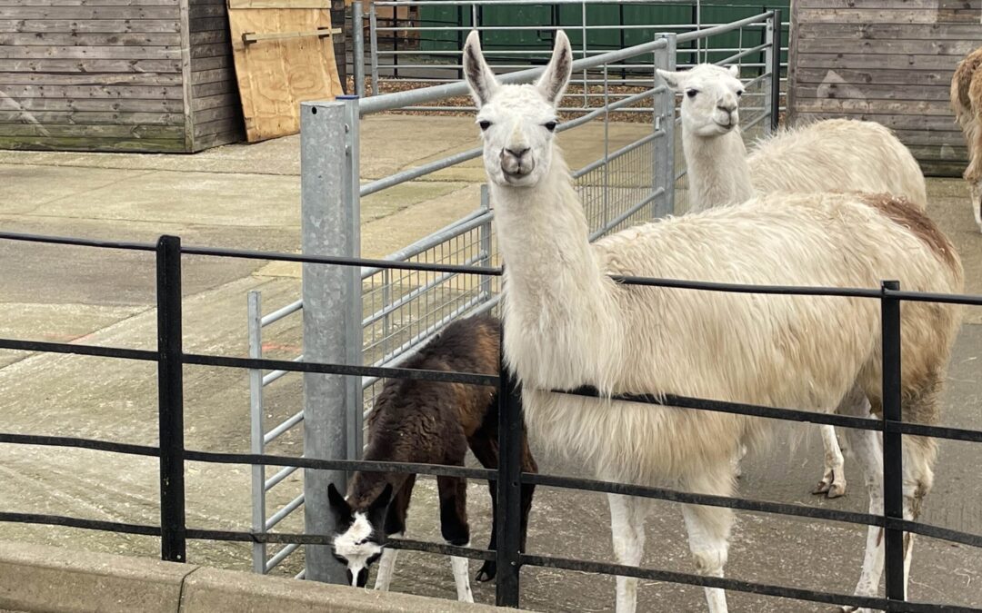 Competition launches to name a baby llama in Sheffield
