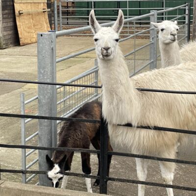 Competition launches to name a baby llama in Sheffield