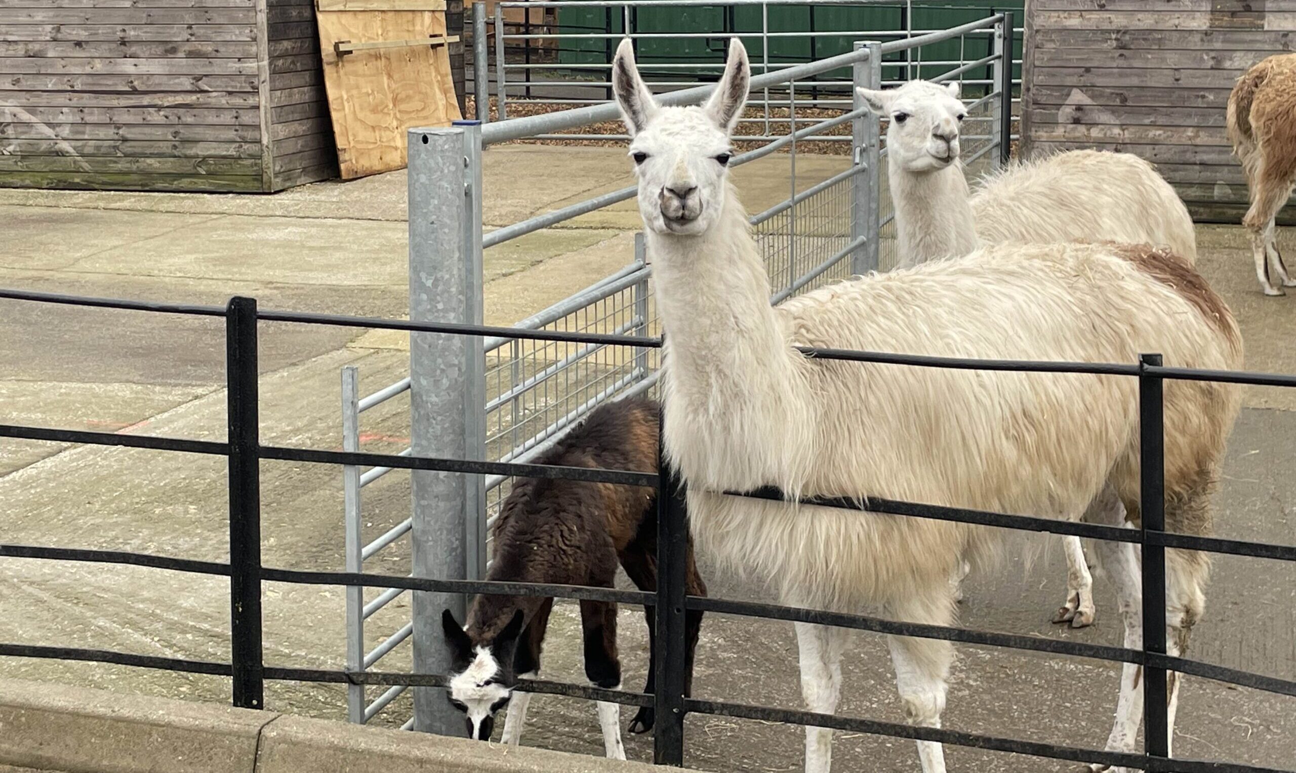 Three llamas from the farm.