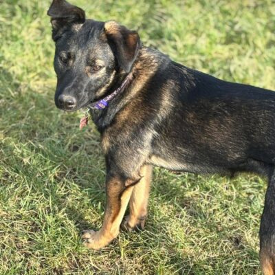 Foster family “incredibly grateful” to Sheffield community after finding missing dog