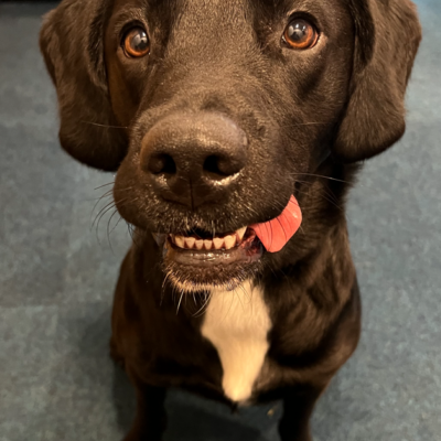 Huge Sheffield drug bust aided by sniffer dog