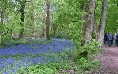 New pond to ‘boost wildlife and conservation’ in Grenoside woods