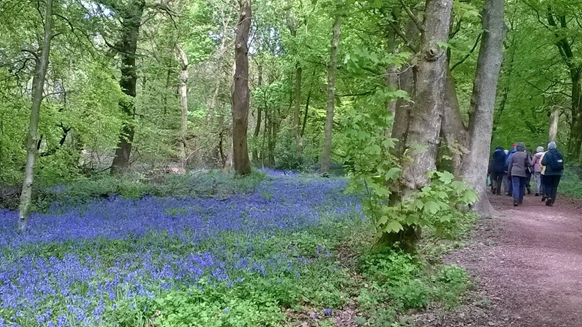 New pond to ‘boost wildlife and conservation’ in Grenoside woods