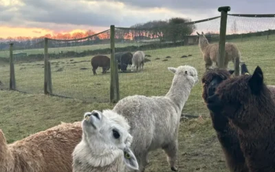Mayfield Alpacas plan developments in milestone year