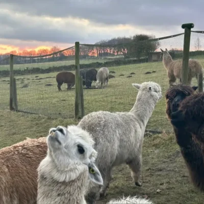 Mayfield Alpacas plan developments in milestone year