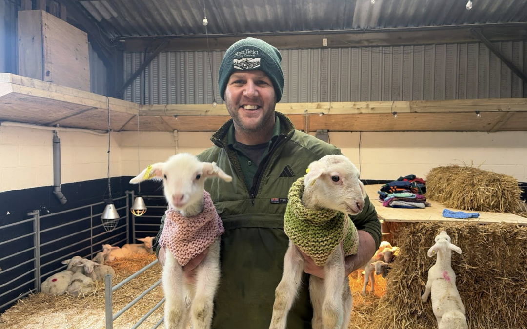 Newborn orphaned lambs given an extra layer of wool thanks to the big hearts of the Sheffield community