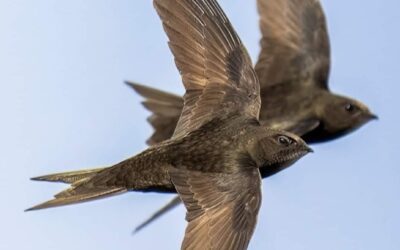 Nether Edge rallies together to protect endangered swifts