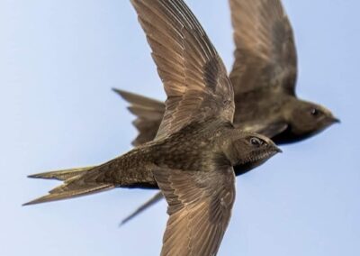 Nether Edge rallies together to protect endangered swifts