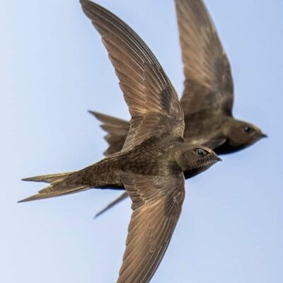 Nether Edge rallies together to protect endangered swifts