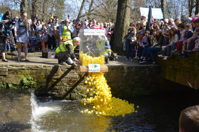 Sheffield going quackers for infamous duck race to boost cash for playground