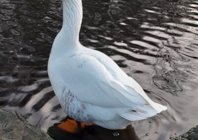 WATCH: Sheffield celebrity goose makes miraculous recovery after dog attack .