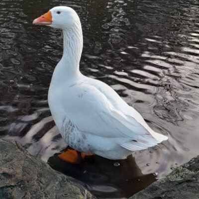 WATCH: Sheffield celebrity goose makes miraculous recovery after dog attack .