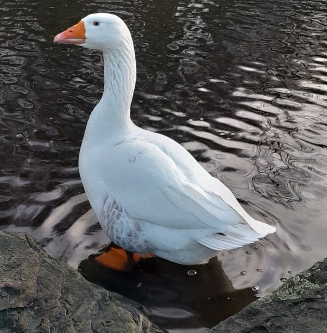 WATCH: Sheffield celebrity goose makes miraculous recovery after dog attack .