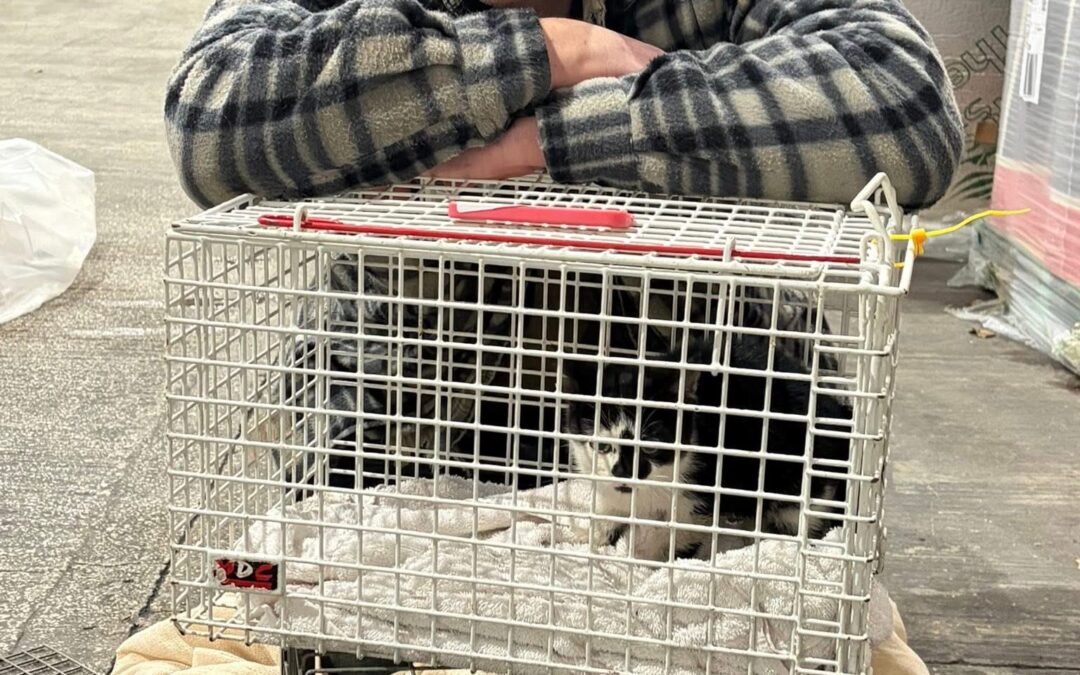 Cat-call for more foster homes for moggies in need in Sheffield