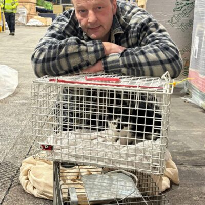 Cat-call for more foster homes for moggies in need in Sheffield