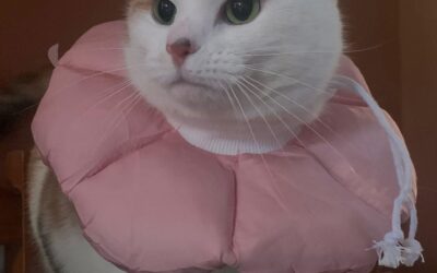 Hundreds of cats to be helped as Sheffield charity relaunches free neutering scheme