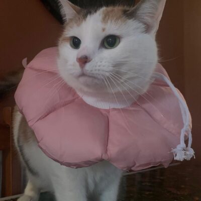 Hundreds of cats to be helped as Sheffield charity relaunches free neutering scheme