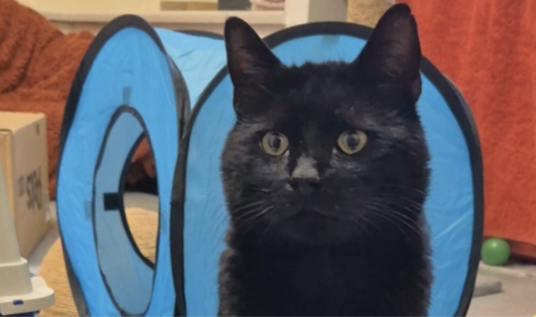 Cat -call out for Ned: the Broomhall stray cat that needs your help