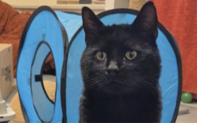 Cat -call out for Ned: the Broomhall stray cat that needs your help