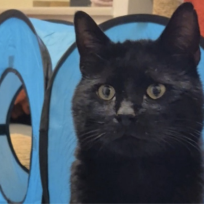 Cat -call out for Ned: the Broomhill stray cat that needs your help