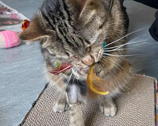 A plea for paws: Sheffield Cats Shelter seeks donations and support for a new building