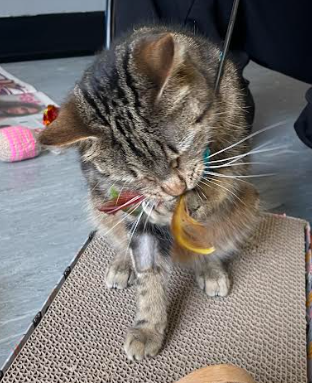 A plea for paws: Sheffield Cats Shelter seeks donations and support for a new building