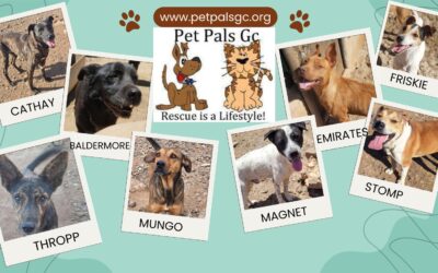 Dog rescue launches fundraiser to relocate centre and continue lifesaving work