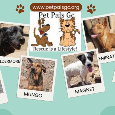 Dog rescue launches fundraiser to relocate centre and continue lifesaving work